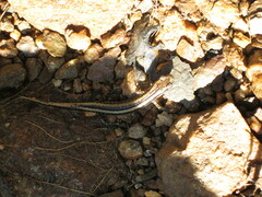 Eurycea guttolineata