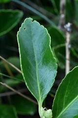 Euonymus japonicus