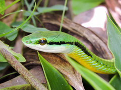 Leptophis diplotropis