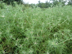 Centaurea calcitrapa