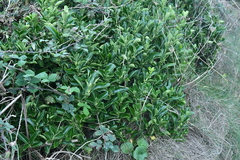 Euonymus japonicus