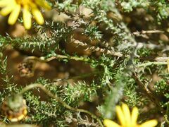 Ursinia discolor