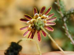 Ursinia discolor