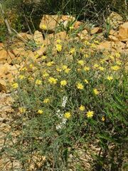 Ursinia discolor
