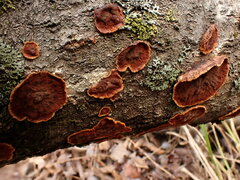 Punctularia strigosozonata