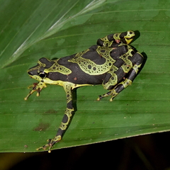 Atelopus spurrelli