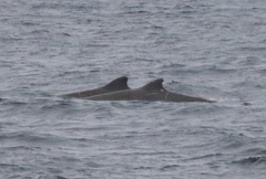 Berardius bairdii