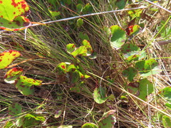 Centella eriantha
