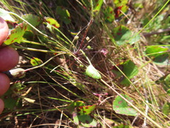 Centella eriantha