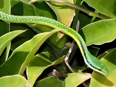 Leptophis diplotropis