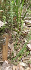 Epacris pulchella