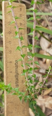 Epacris pulchella