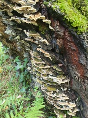 Trichaptum fuscoviolaceum