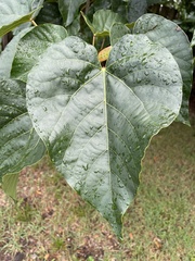 Vernicia fordii