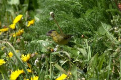 Spinus barbatus