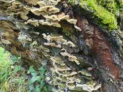 Trichaptum fuscoviolaceum