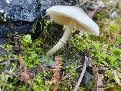 Leucocoprinus brebissonii