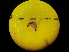 Elaphropeza ephippiata