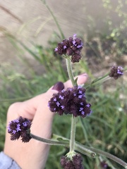 Verbena