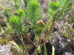 Euryops abrotanifolius