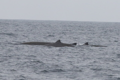 Berardius bairdii