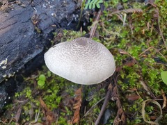 Leucocoprinus brebissonii