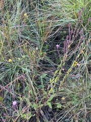 Carphephorus tomentosus