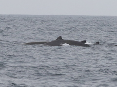 Berardius bairdii