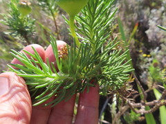 Euryops abrotanifolius