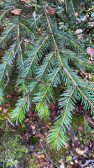 Abies alba