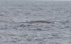 Berardius bairdii
