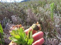 Ursinia caledonica