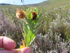 Ursinia caledonica