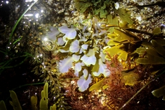 Dictyopteris undulata