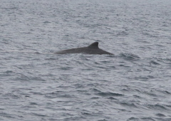 Berardius bairdii