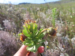 Ursinia caledonica