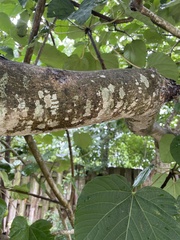 Vernicia fordii