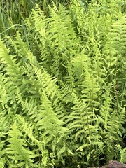 Thelypteris confluens