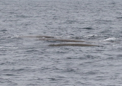 Berardius bairdii