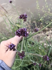Verbena