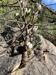 Crassula arborescens