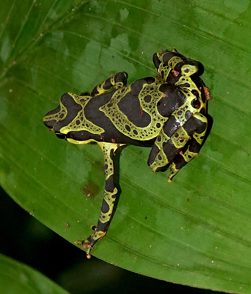 Condoto Stubfoot Toad