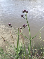 Verbena