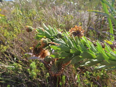 Ursinia caledonica