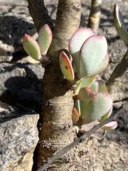 Crassula arborescens