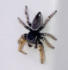 Phidippus arizonensis