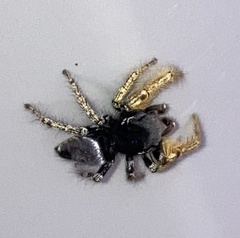 Phidippus arizonensis