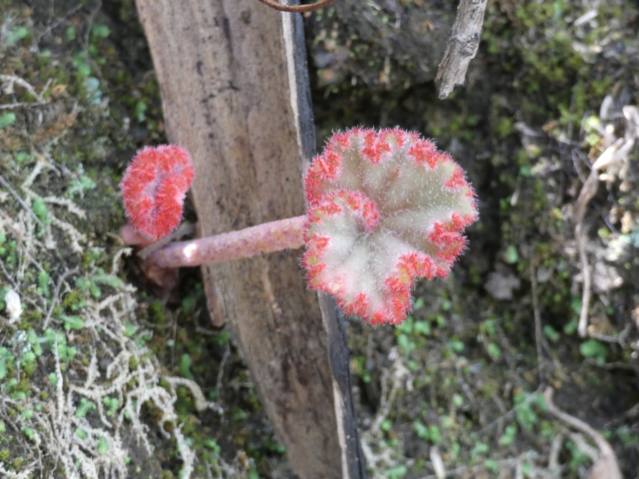 Begonia parcifolia image