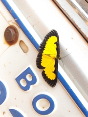 Xanthyris flaveolata