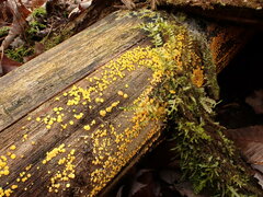 Calycina confluens